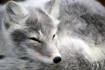 Image showing Arctic Fox