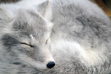 Image showing Arctic Fox