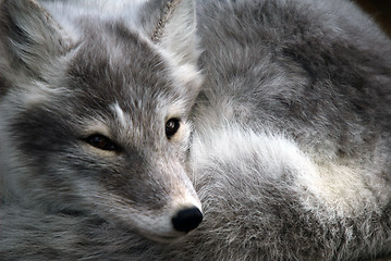 Image showing Arctic Fox