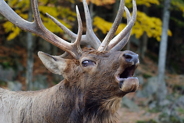 Image showing Wapiti