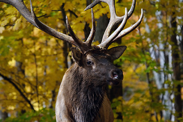 Image showing Wapiti