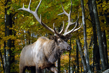 Image showing Wapiti