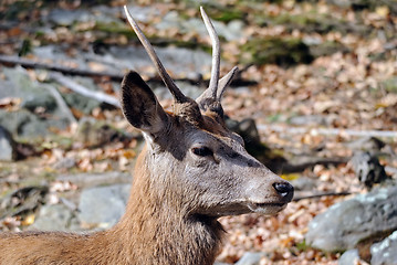 Image showing Wapiti