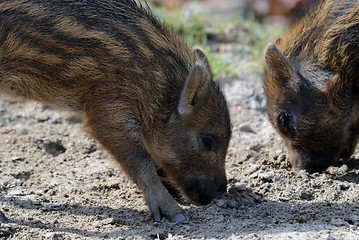 Image showing Young Wild Boar