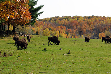 Image showing Bison herd
