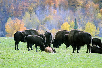 Image showing Bison herd