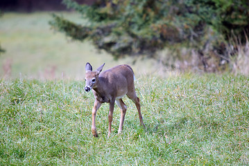 Image showing Whitetail deer