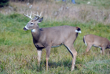 Image showing Whitetail deer