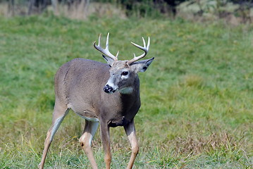 Image showing Whitetail deer