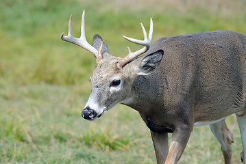 Image showing Whitetail deer