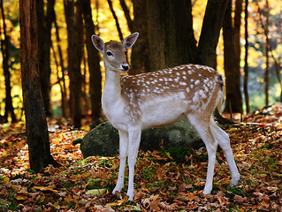 Image showing Fallow deer