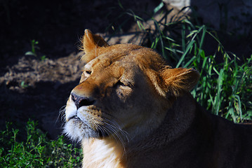 Image showing Female lion