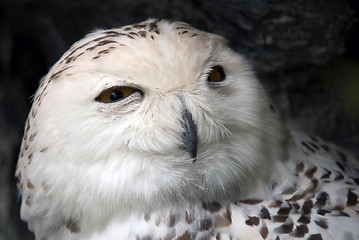 Image showing Snowy Owl