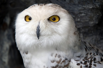 Image showing Snowy Owl