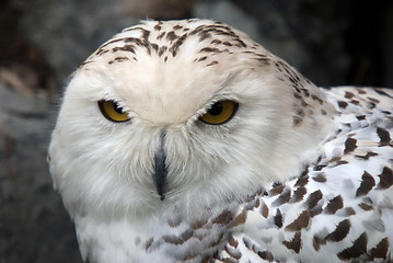 Image showing Snowy Owl