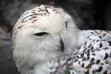 Image showing Snowy Owl