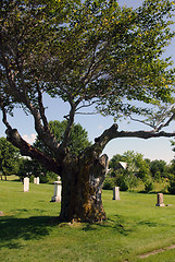 Image showing Cemetery