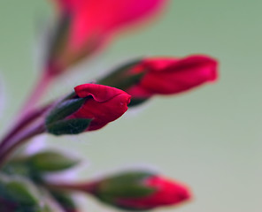 Image showing Red flowers