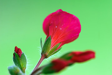 Image showing Red flowers