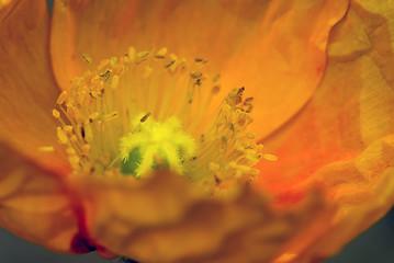 Image showing Orange poppy