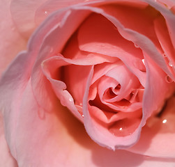 Image showing Rose