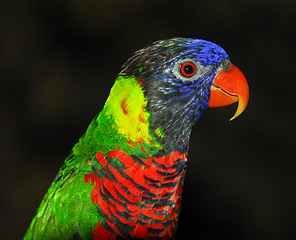 Image showing Rainbow Lorikeet