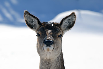 Image showing White-tailed deer