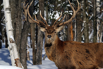 Image showing Elk