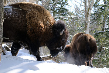 Image showing Bison