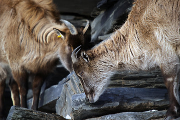 Image showing Himalayan Tahr