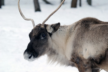 Image showing Reindeer