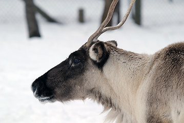 Image showing Reindeer