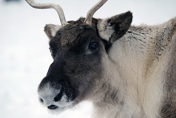 Image showing Reindeer