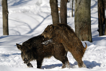 Image showing Wild Boar