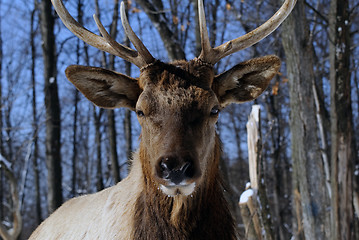 Image showing Elk