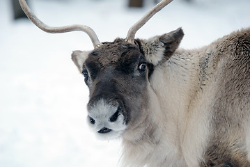 Image showing Reindeer