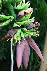 Image showing Bananas