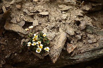 Image showing Ranunculus Alpestris