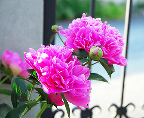 Image showing Pink paeonies