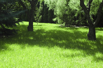 Image showing garden. summer scenic