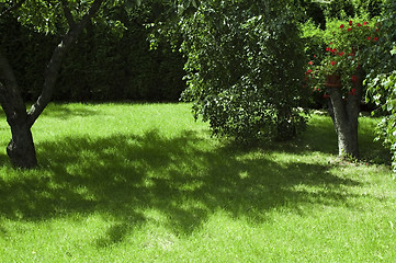 Image showing garden. summer scenic