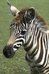 Image showing zebra