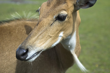 Image showing antelope