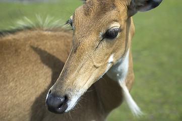 Image showing gazelle