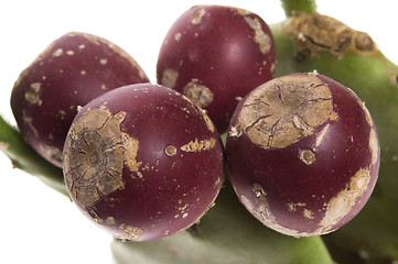 Image showing Prickly pear cactus ( Opuntia ficus-indica ) with red fruits