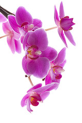 Image showing orchid