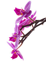 Image showing orchid