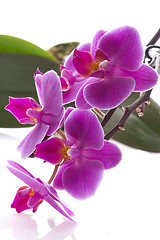 Image showing orchid