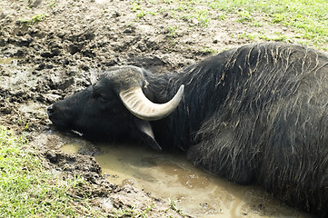 Image showing wild animal. safari