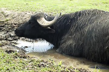 Image showing wild animal. safari